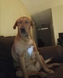 Lost Female Dog last seen Near 204 Shoreline Drive Azle Tx 76020, Azle, TX 76020