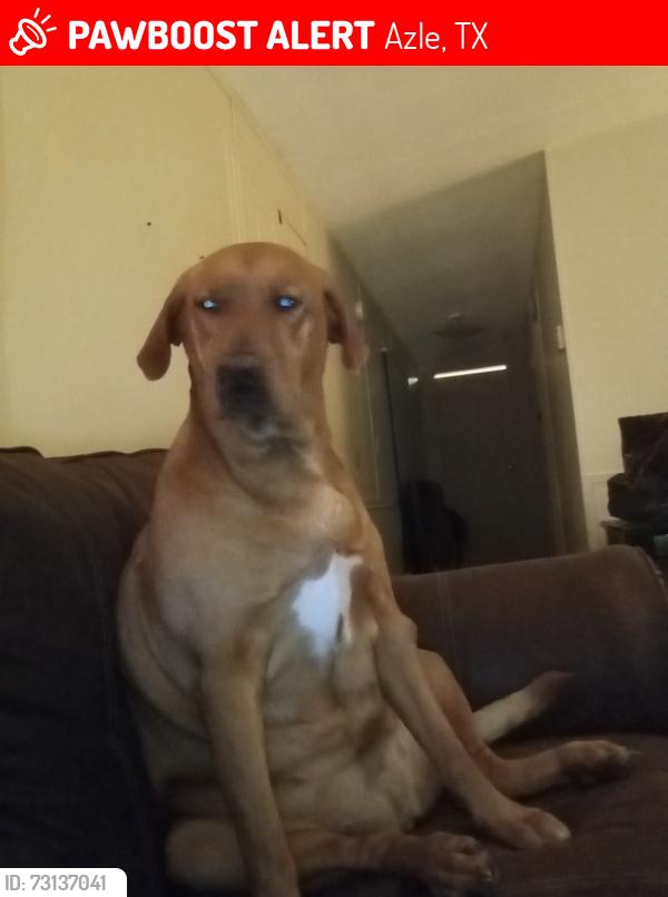 Lost Female Dog last seen Near 204 Shoreline Drive Azle Tx 76020, Azle, TX 76020