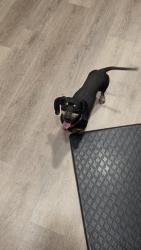 Found/Stray Male Dog last seen Hanover and Holland, Menifee, CA 92584