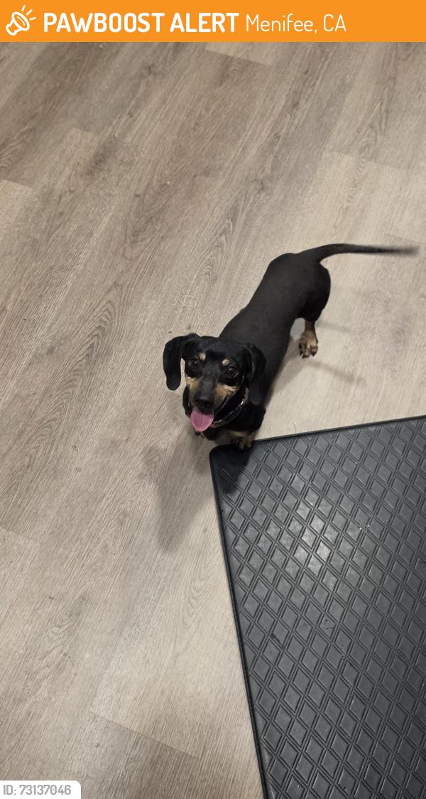 Found/Stray Male Dog last seen Hanover and Holland, Menifee, CA 92584