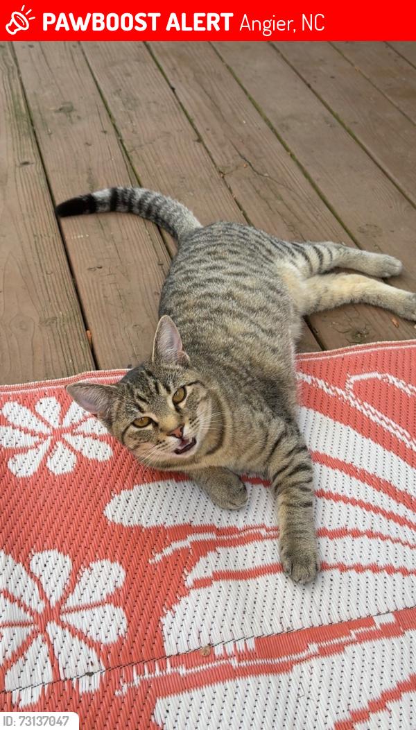 Lost Male Cat last seen Landmark drive, Angier, NC 27501