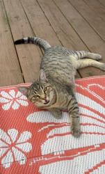 Lost Male Cat last seen Landmark drive, Angier, NC 27501