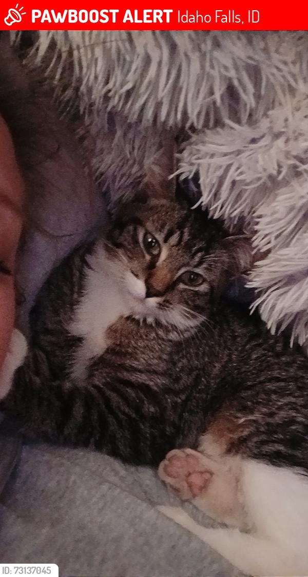 Lost Female Cat last seen 33rd and 65th w, Idaho Falls, ID 83402