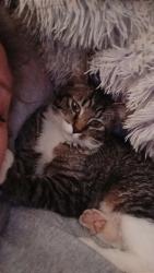 Lost Female Cat last seen 33rd and 65th w, Idaho Falls, ID 83402