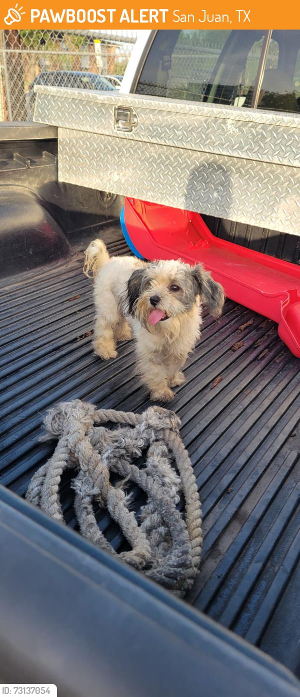Found/Stray Unknown Dog last seen PSJA High School on Veterans Rd, San Juan, TX 78577