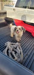 Found/Stray Unknown Dog last seen PSJA High School on Veterans Rd, San Juan, TX 78577