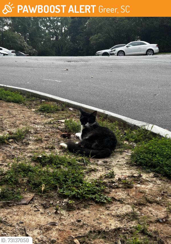 Found/Stray Female Cat last seen Pelham Rd Walmart Supercenter, Greer, SC 29650