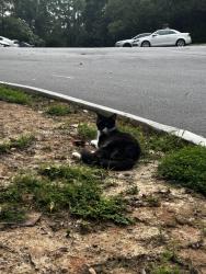 Found/Stray Female Cat last seen Pelham Rd Walmart Supercenter, Greer, SC 29650