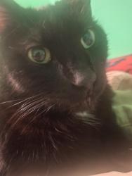 Lost Male Cat last seen Kassarine pass, crestridge st, Houston, TX 77033