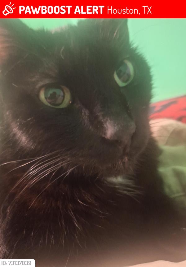 Lost Male Cat last seen Kassarine pass, crestridge st, Houston, TX 77033