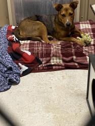 Found/Stray Male Dog last seen Bent Tree Dr Jasper GA, Pickens County, GA 30143