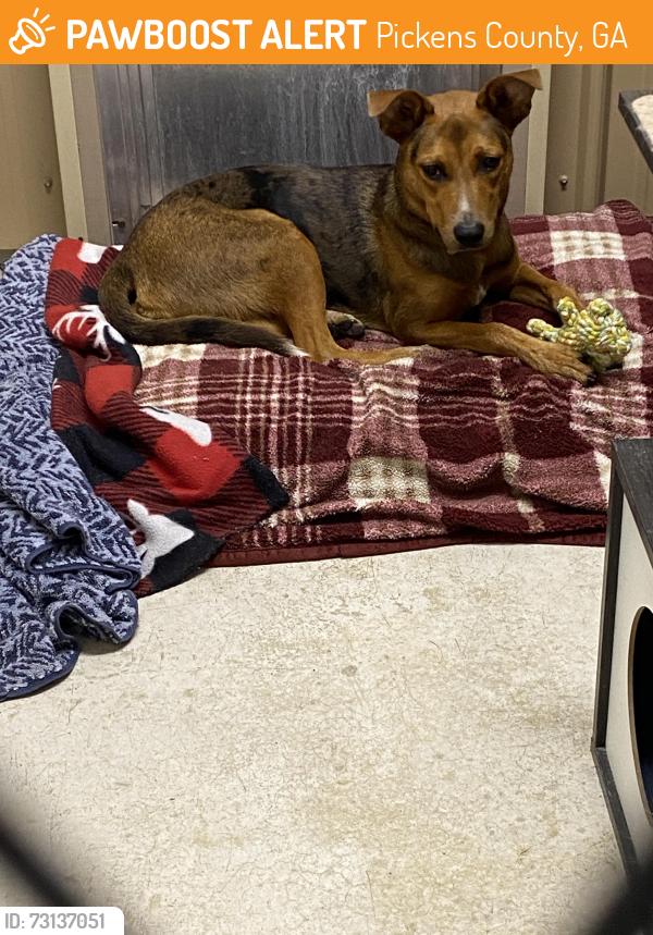 Found/Stray Male Dog last seen Bent Tree Dr Jasper GA, Pickens County, GA 30143