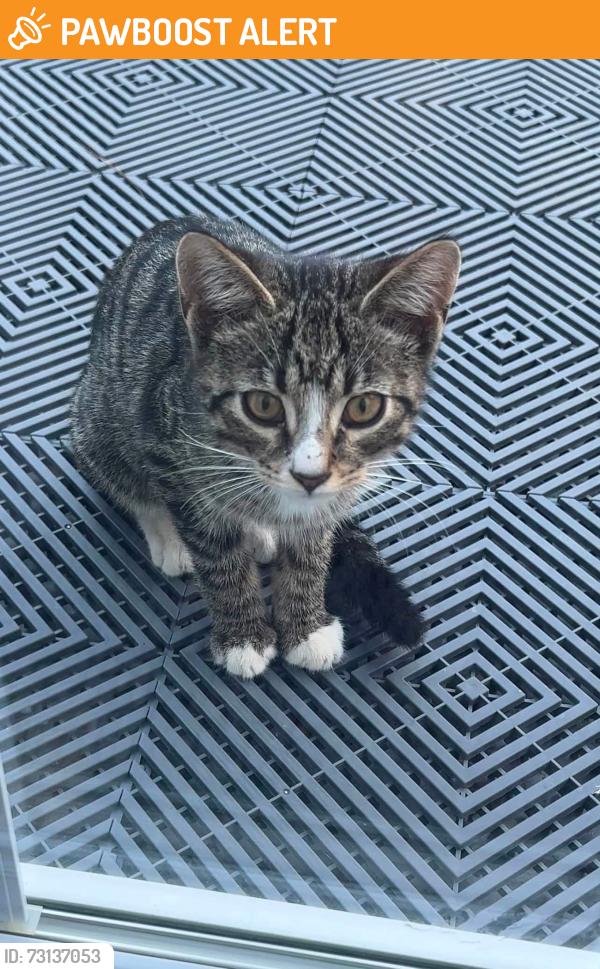 Found/Stray Unknown Cat last seen Concord & Sterrettania Millcreek, PA, Millcreek Township, PA 16506