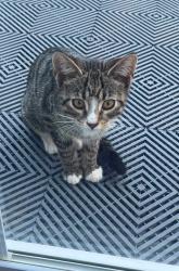 Found/Stray Unknown Cat last seen Concord & Sterrettania Millcreek, PA, Millcreek Township, PA 16506