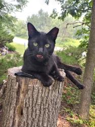 Reunited Male Cat last seen Nenno road, allenton, Wisconsin, Allenton, WI 53002