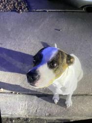 Reunited Female Dog last seen Near e harvard dr, Tempe, AZ 85283