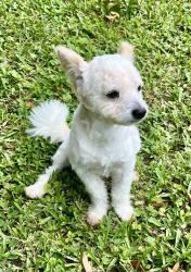 Reunited Male Dog last seen W Kalmia Dr, Lake Park, FL 33403, USA, Lake Park, FL 33403