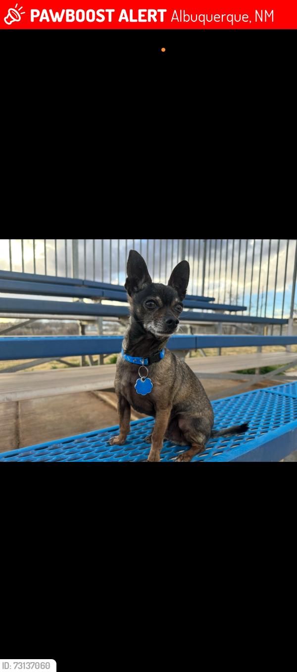 Lost Male Dog last seen Central and Atrisco, Albuquerque, NM 87105
