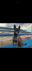 Lost Male Dog last seen Central and Atrisco, Albuquerque, NM 87105