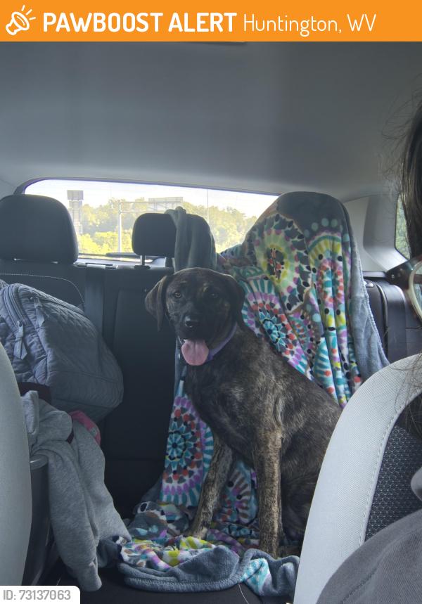 Found/Stray Unknown Dog last seen 6th Avenue, Huntington, WV 25701