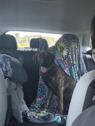 Found/Stray Unknown Dog last seen 6th Avenue, Huntington, WV 25701