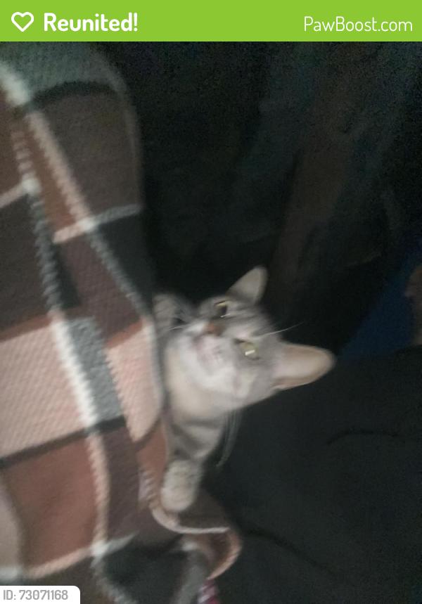 Reunited Female Cat last seen Ross & Richland, Santa Ana, CA 92701