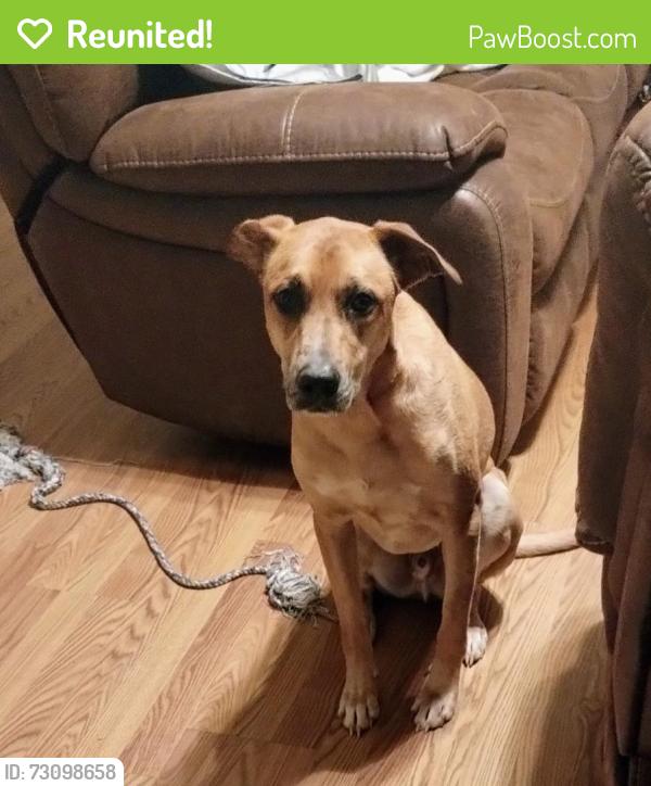 Reunited Male Dog last seen Nolan drive, Boiling Springs, SC 29316