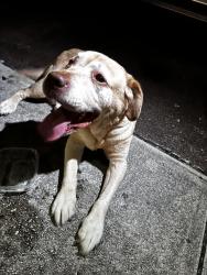 Found/Stray Female Dog last seen Old cutler road and 93 ave, Cutler Bay, FL 33189