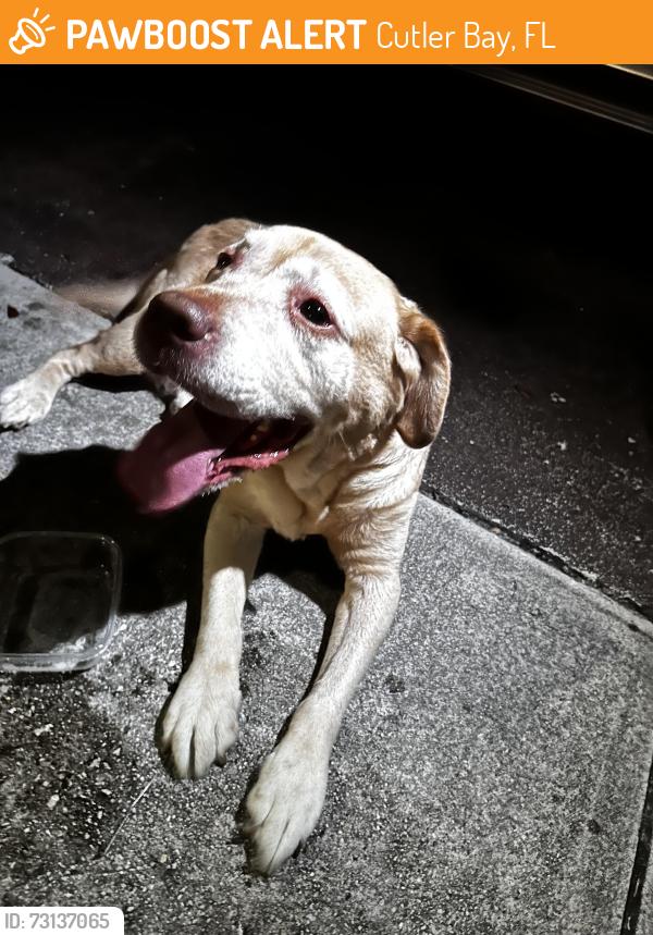 Found/Stray Female Dog last seen Old cutler road and 93 ave, Cutler Bay, FL 33189