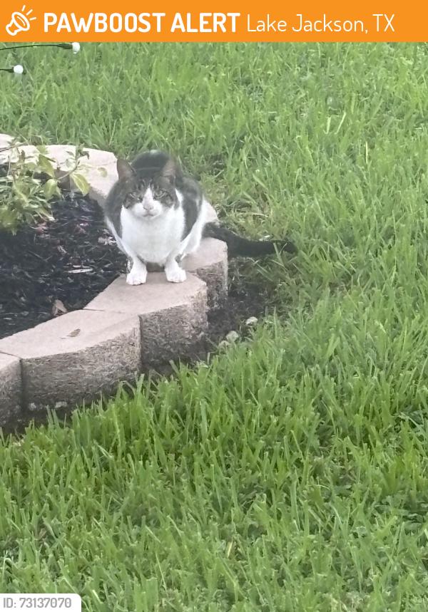 Found/Stray Unknown Cat last seen Poppy and unknown, Lake Jackson, TX 77566