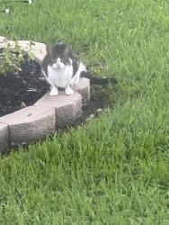 Found/Stray Unknown Cat last seen Poppy and unknown, Lake Jackson, TX 77566
