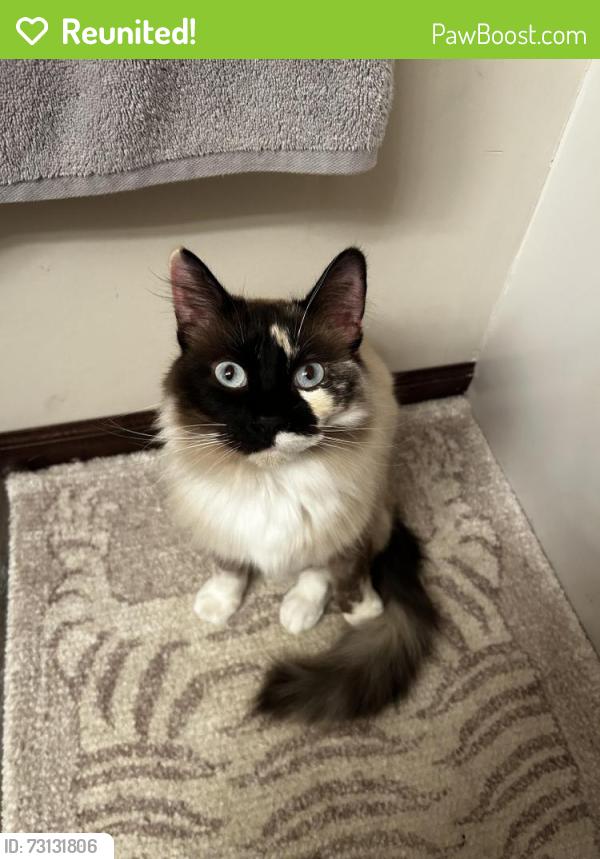 Reunited Female Cat last seen townhomes behind walmart, Cambridge, MN 55008