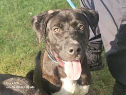 Shelter Stray Male Dog last seen Near BLOCK W 7 MILE RD, DETROIT, MI 48219, 7401 Chrysler Dr, Detroit, MI 48211, USA