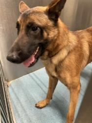 Shelter Stray Male Dog last seen HATFIELD, 8311 Freedom Dr, Pearland, TX 77581, USA
