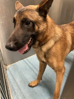 Shelter Stray Male Dog last seen HATFIELD, 8311 Freedom Dr, Pearland, TX 77581, USA