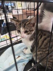 Shelter Stray Male Cat last seen Near BLOCK WICKHAM WAY, 3528 Newburg Rd, Louisville, KY 40218, USA