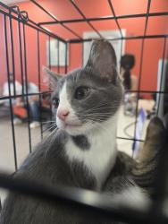 Shelter Stray Male Cat last seen Near BLOCK WICKHAM WAY, 3528 Newburg Rd, Louisville, KY 40218, USA