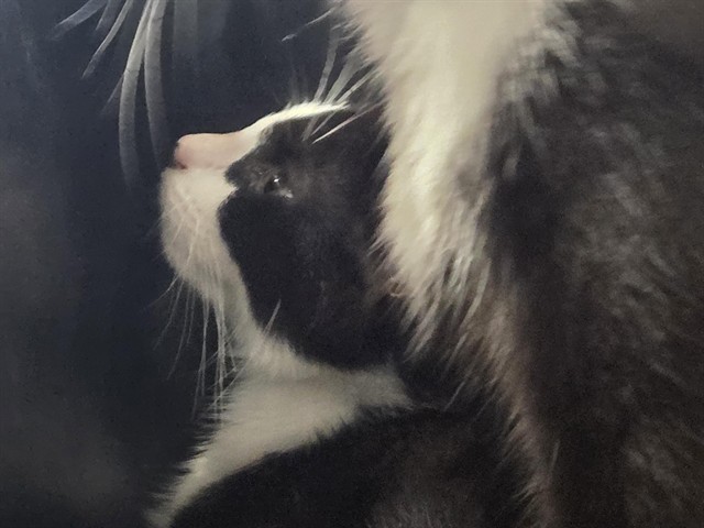 Shelter Stray Female Cat last seen Near BLOCK WOODRUFF AV, 3528 Newburg Rd, Louisville, KY 40218, USA
