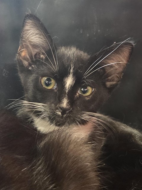 Shelter Stray Female Cat last seen Near BLOCK WOODRUFF AV, 3528 Newburg Rd, Louisville, KY 40218, USA