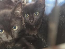 Shelter Stray Male Cat last seen Near BLOCK WOODRUFF AV, 3528 Newburg Rd, Louisville, KY 40218, USA