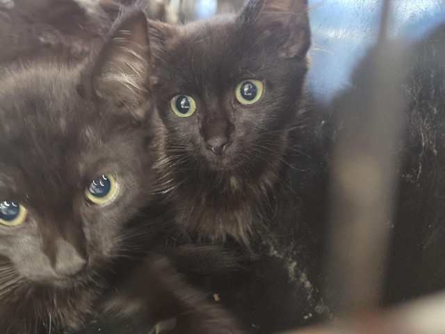 Shelter Stray Male Cat last seen Near BLOCK WOODRUFF AV, 3528 Newburg Rd, Louisville, KY 40218, USA