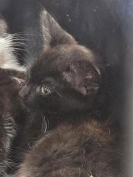 Shelter Stray Male Cat last seen Near BLOCK WOODRUFF AV, 3528 Newburg Rd, Louisville, KY 40218, USA