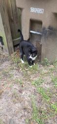 Found/Stray Female Cat last seen Mobile Christian, Mobile, AL 36693