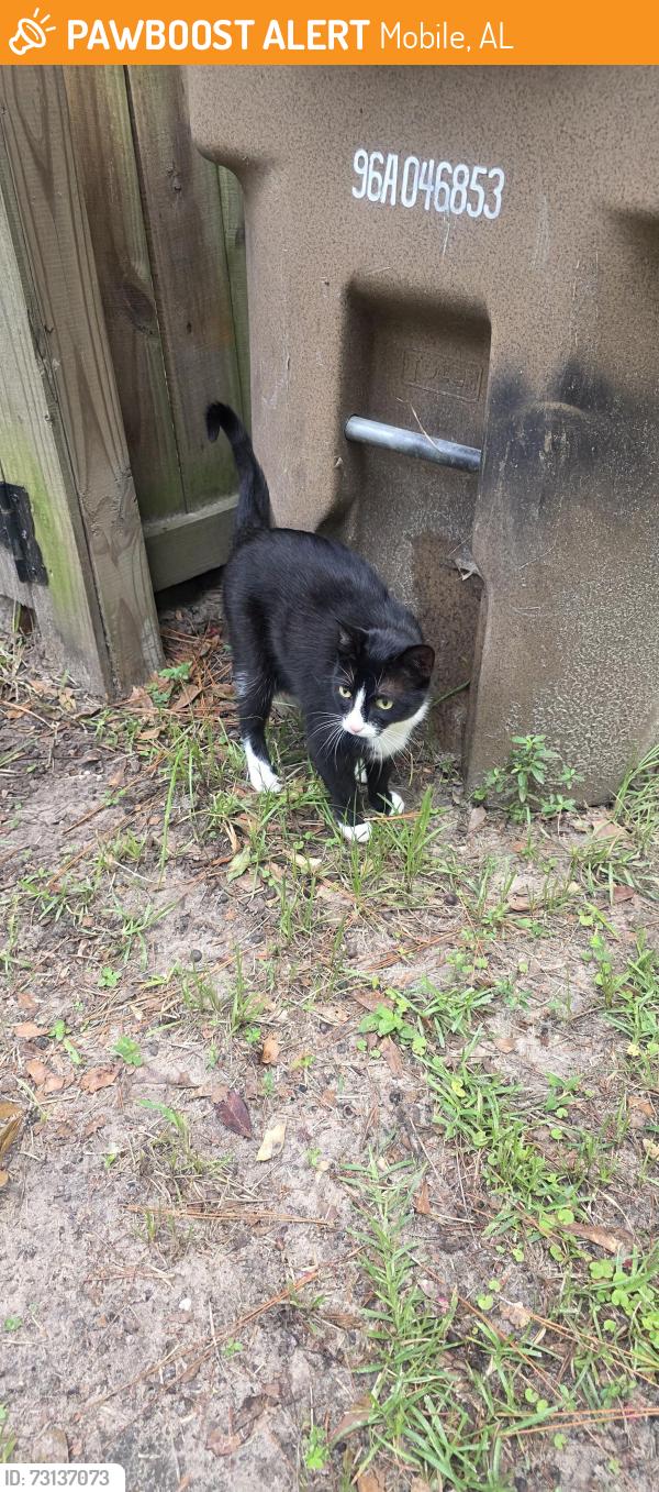 Found/Stray Female Cat last seen Mobile Christian, Mobile, AL 36693