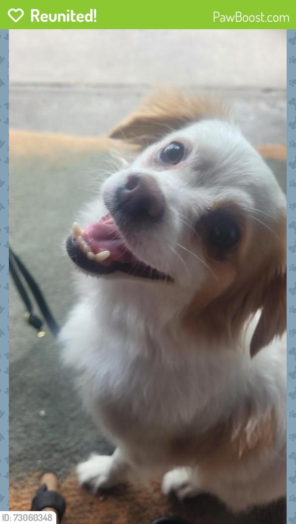 Reunited Female Dog last seen North lane, Orlando, FL 32808