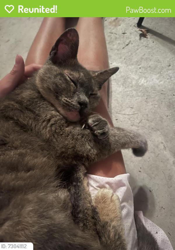 Reunited Unknown Cat last seen Running creek Dr, Ballwin, MO 63021
