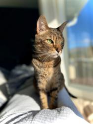Lost Male Cat last seen Unit 170, Kelowna, BC V1V 2S6