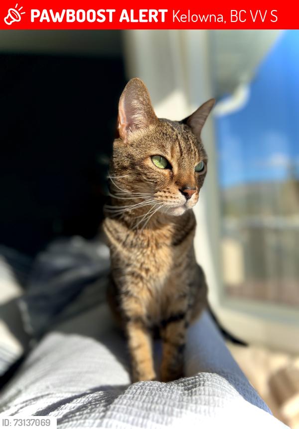 Lost Male Cat last seen Unit 170, Kelowna, BC V1V 2S6