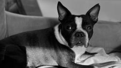 Lost Female Dog last seen Lost near Cross Ridge Dr/Talltree Ct Willow Spring NC 27592, Johnston County, NC 27592
