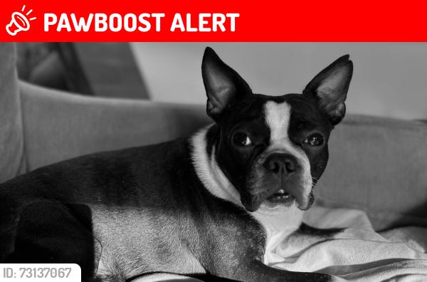 Lost Female Dog last seen Lost near Cross Ridge Dr/Talltree Ct Willow Spring NC 27592, Johnston County, NC 27592
